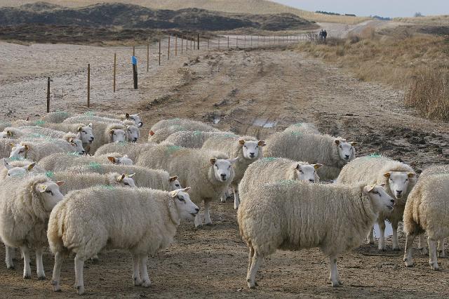 111 Texel.jpg